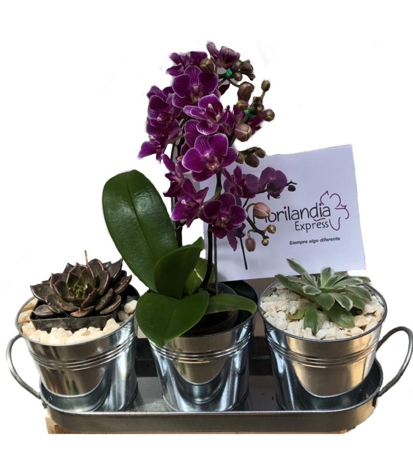 Paquete De 3 Arreglos De Orquídeas Artificiales Y Suculentas